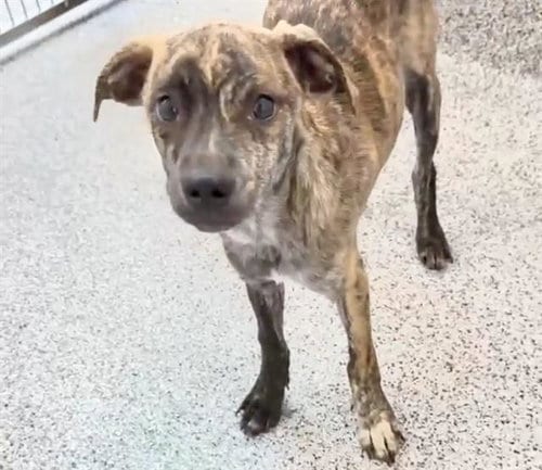 Photo of A660685, adoptable Plott Hound in Houston, Texas