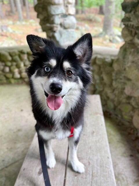 Photo of Rori, adoptable American Eskimo Dog in Dedham, Massachusetts