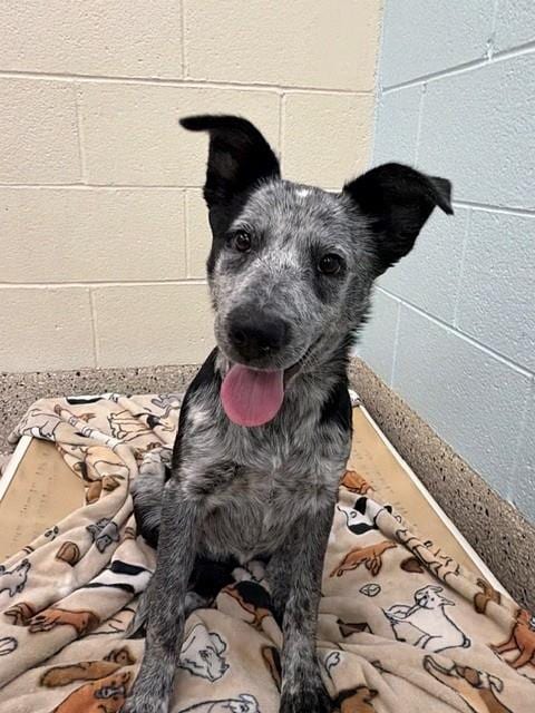 Photo of Seitan, adoptable Australian Cattle Dog/Blue Heeler in Brighton, Colorado