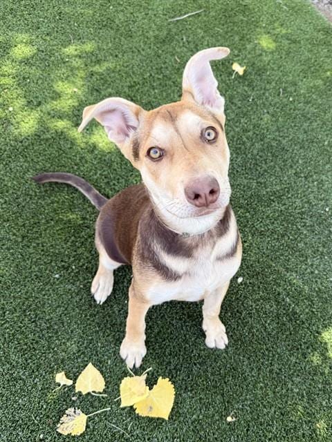Photo of Maple, adoptable German Shepherd Dog in Castaic, California