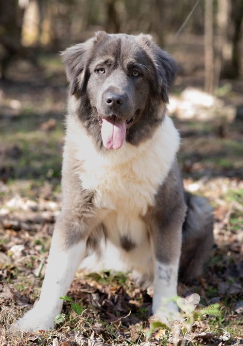 Photo of Isabella, adoptable Shepherd in Greenville, South Carolina