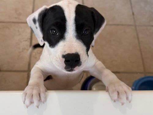 Photo of Almond Joy Candy Litter (Trixie mom), adoptable Terrier in Holly Springs, North Carolina