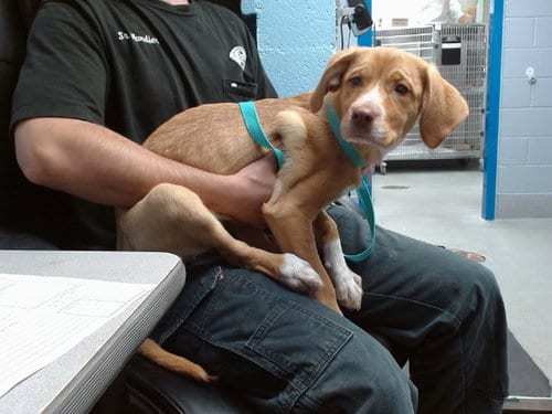 Photo of Charlie, adoptable Labrador Retriever in Albuquerque, New Mexico