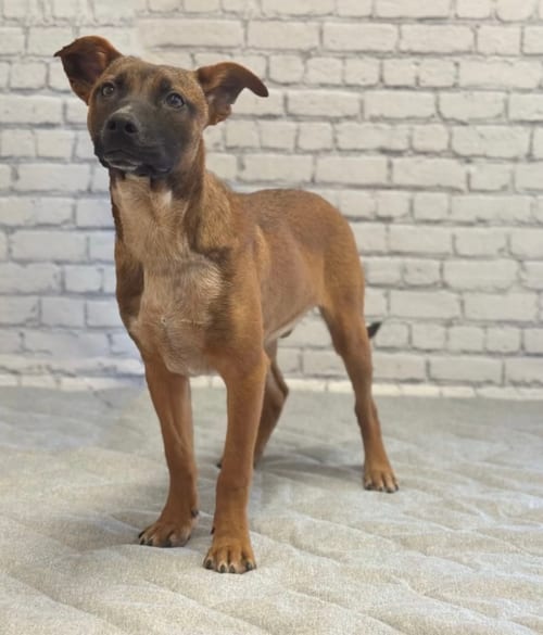 Photo of Buddy M, adoptable Australian Cattle Dog/Blue Heeler in Evansville, Indiana