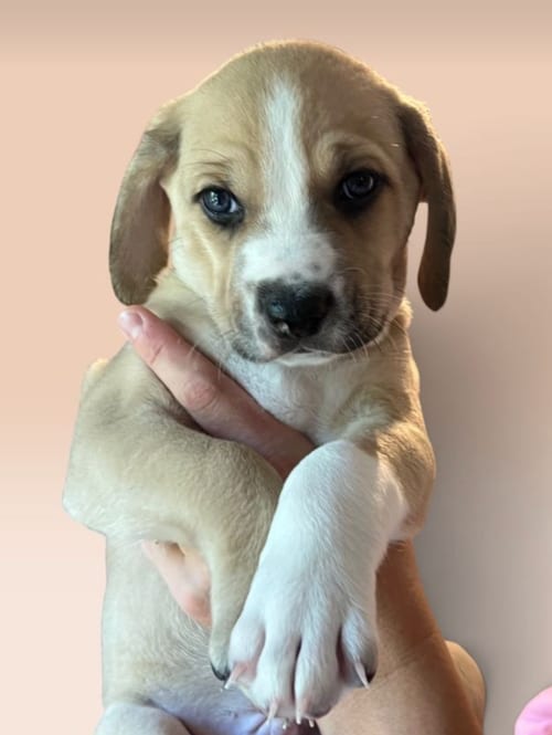 Photo of Savannah's Litter: Oscar, adoptable Terrier in Rockville, Maryland