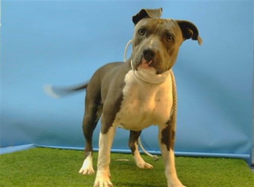 Photo of Gwen Stacy, adoptable Pit Bull Terrier in Gardena, California