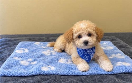Photo of Meeko, adoptable Poodle (Miniature) in Orange, California