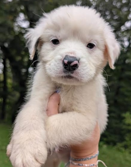 Photo of Cheddar, adoptable Great Pyrenees in Brooklyn Center, Minnesota