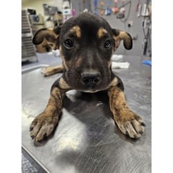 Photo of Earl, adoptable Mixed Breed (Medium) in Georgetown, Delaware