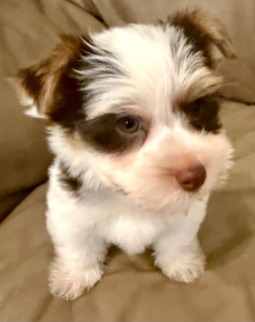 Photo of Purebred Yorkie boy pup BIRO ONE, adoptable Yorkshire Terrier Yorkie in Boca Raton, Florida