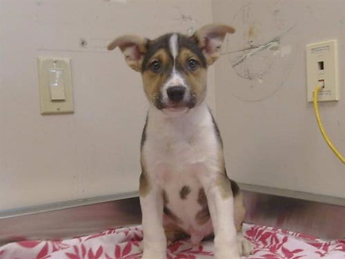 Photo of Colby, adoptable Pit Bull Terrier in Sacramento, California