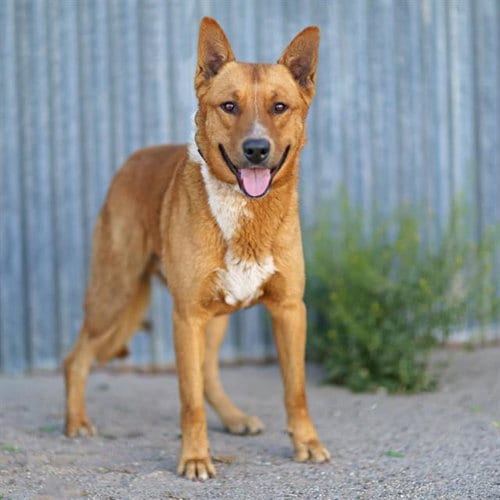 Photo of Coda, adoptable German Shepherd Dog in Albuquerque, New Mexico