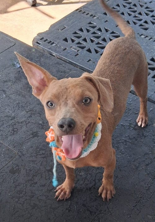 Photo of Hugo, adoptable Chihuahua in Albion, New York