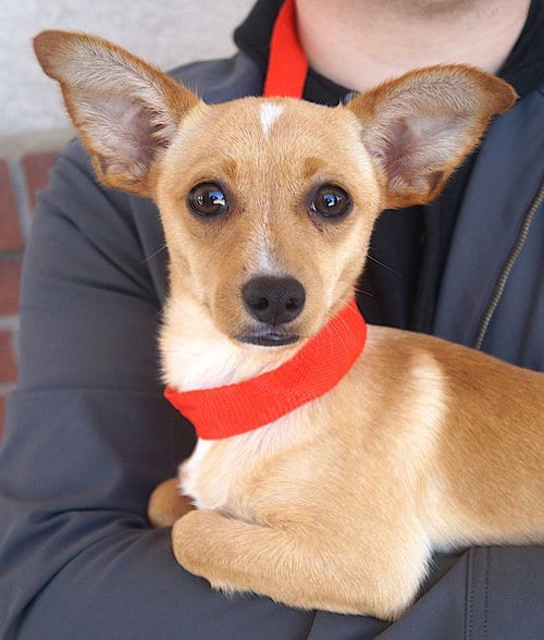 Photo of Tanya, adoptable Terrier in Carrollton, Texas