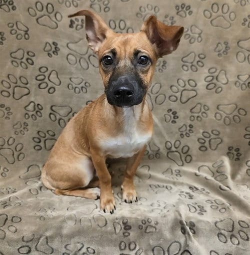 Photo of Toby, adoptable German Shepherd Dog in Castaic, California