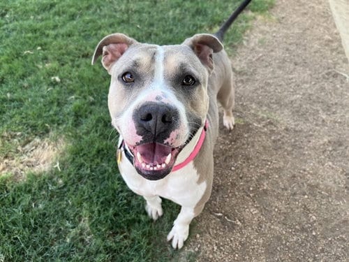 Photo of Haven, adoptable Pit Bull Terrier in Plano, Texas