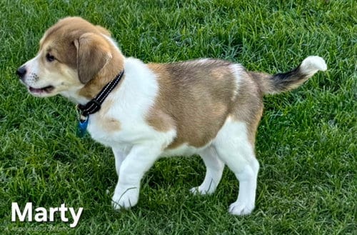 Photo of Puppy Marty, adoptable Great Pyrenees in Franklin, Tennessee