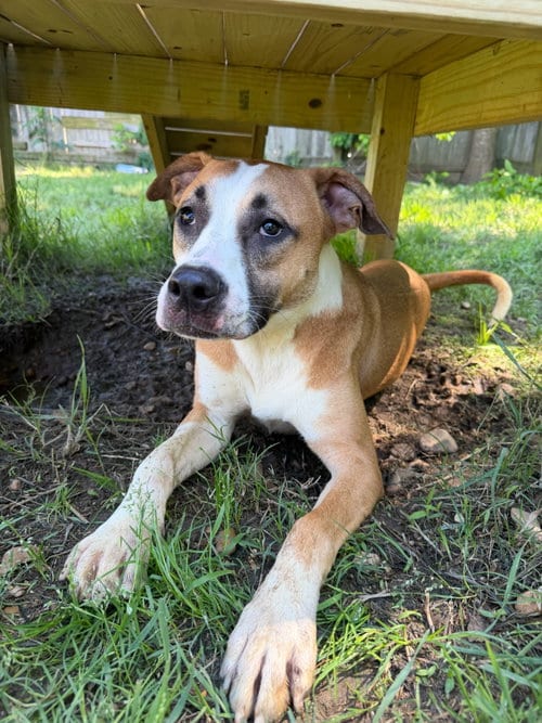 Photo of Lee, adoptable Labrador Retriever in Jackson, Mississippi