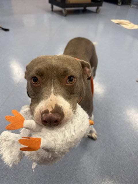 Photo of Paloma, adoptable Pit Bull Terrier in San Jose, California