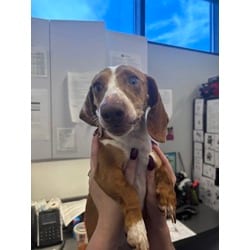 Photo of Vienna, adoptable Mixed Breed (Medium) in New Castle, Delaware