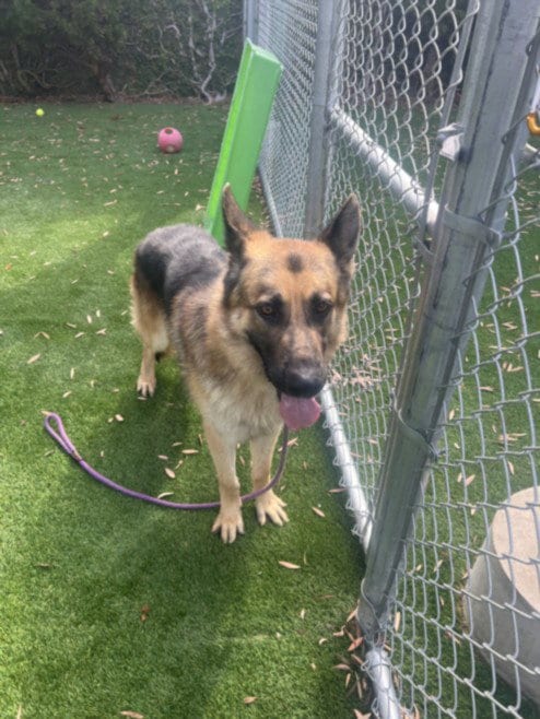 Photo of Marco, adoptable German Shepherd Dog in Los Angeles, California