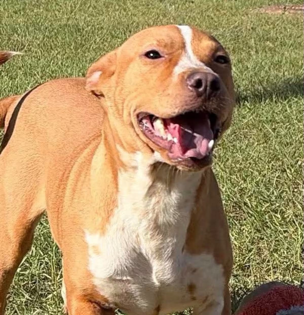 Photo of Lydia, adoptable American Bulldog/Labrador Retriever in Allentown, Pennsylvania