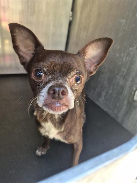 Photo of Chico, adoptable Chihuahua in San Antonio, Texas