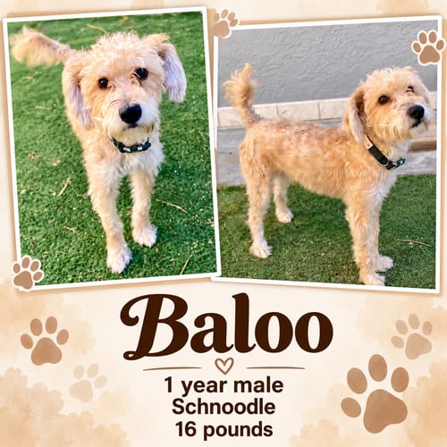 Photo of Baloo – 1 Year Male Schnoodle, adoptable Poodle (Miniature) in Mesa, Arizona