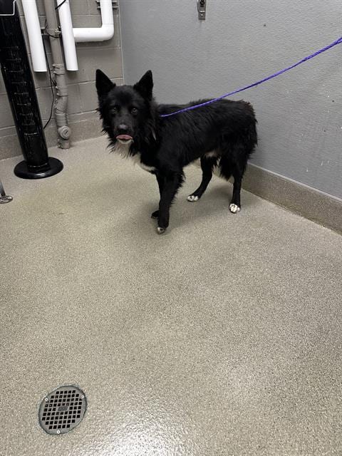 Photo of Fabolous, adoptable German Shepherd Dog in Las Vegas, Nevada