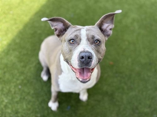 Photo of Millie, adoptable Pit Bull Terrier in St. Cloud, Florida