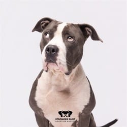Photo of Bud, adoptable American Pit Bull Terrier in Land O'Lakes, Florida