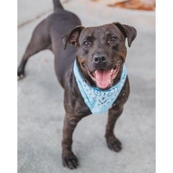 Photo of Victor, adoptable Terrier (Unknown Type, Medium) in Doral, Florida