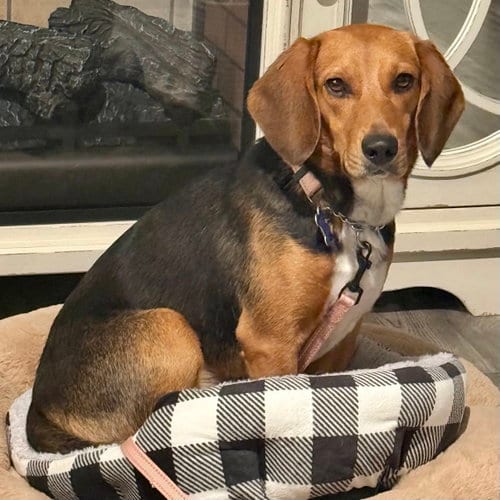 Photo of Stevie Girl 2026, adoptable Beagle in Batavia, Ohio