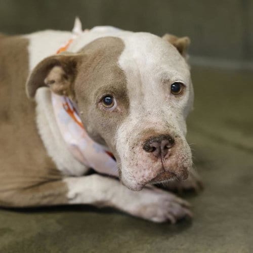 Photo of Julie, adoptable American Staffordshire Terrier in San Antonio, Texas