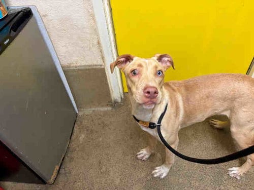 Photo of Princess, adoptable Pit Bull Terrier in Bonita, California