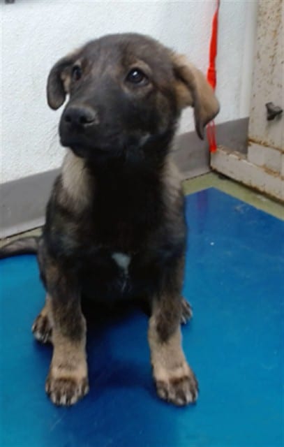 Photo of Senior Shepherd, adoptable Shepherd in Devore, California