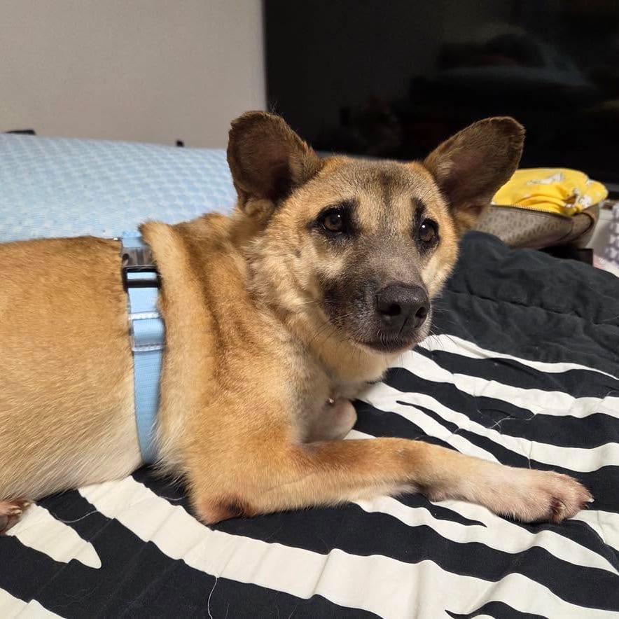 Photo of Ted, adoptable Shiba Inu / Mixed Breed (Medium) in Bend, Oregon