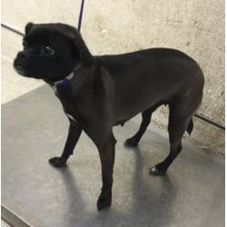 Photo of Misty, adoptable Pug Chihuahua in Jurupa Valley, California