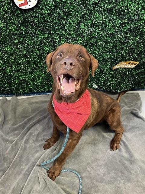 Photo of Toby, adoptable Labrador Retriever in Corpus Christi, Texas