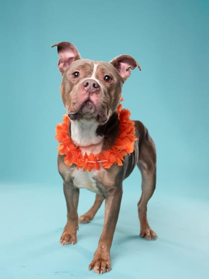 Photo of Flame, adoptable dog in Atlanta, Georgia