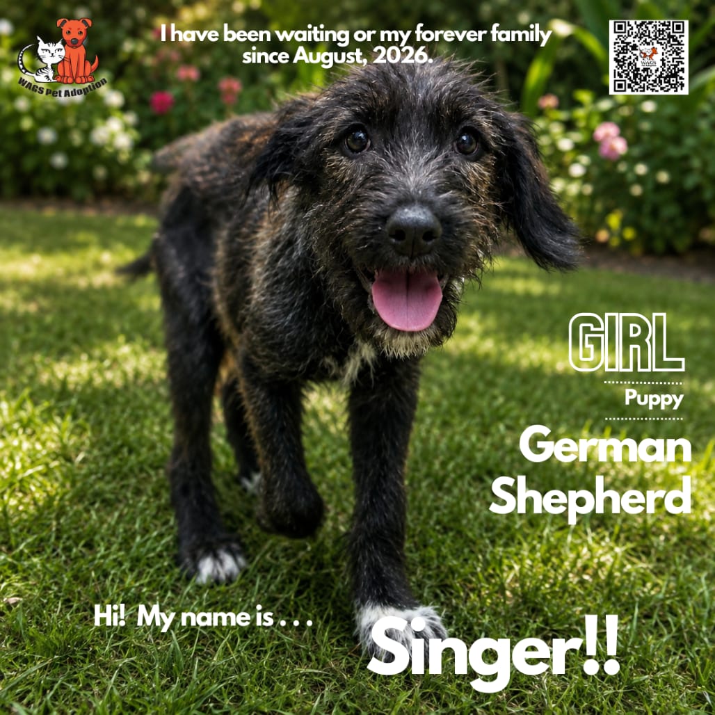 Photo of Singer, adoptable Shepherd, German / Terrier in Westminster, California