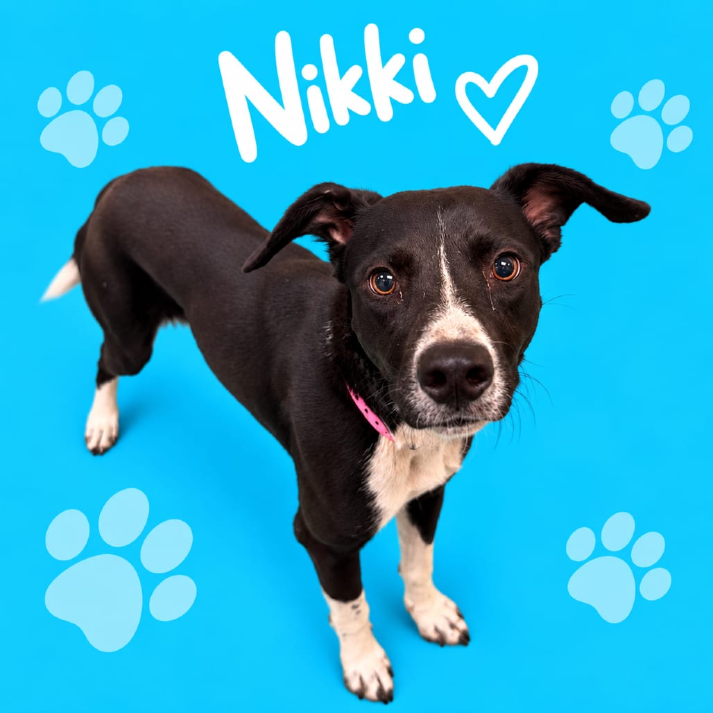 Photo of Nikki, adoptable dog