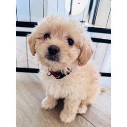 Photo of Lucy Lu, adoptable Shih Tzu Bichon Frise in Palatine, Illinois