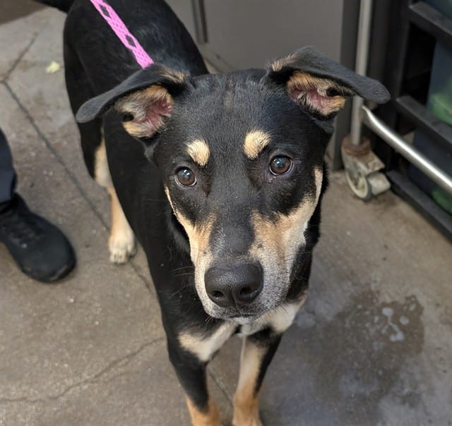 Photo of Ares, adoptable dog
