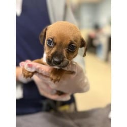 Photo of Mocha, adoptable Chihuahua in Jurupa Valley, California