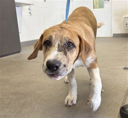 Photo of Morticia, adoptable Catahoula Leopard Dog in Mesa, Arizona