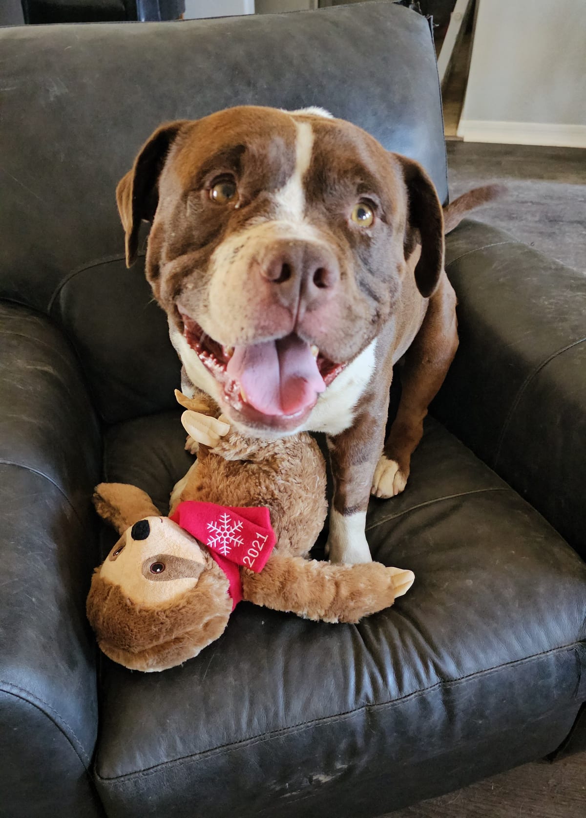 Photo of Travis Boone, adoptable American Bully in Maricopa, Arizona