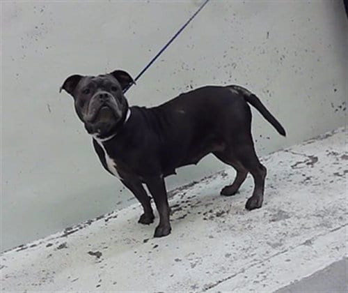 Photo of A2098210, adoptable American Bulldog in Houston, Texas