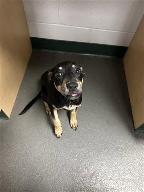 Photo of Natalie, adoptable Rottweiler in Corpus Christi, Texas