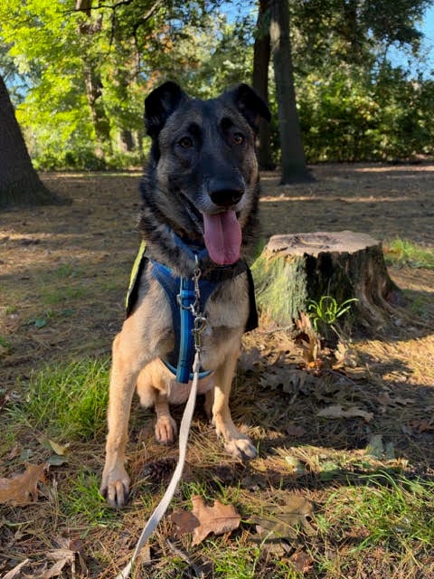 Photo of Olive, adoptable German Shepherd Dog in Baltimore, Maryland